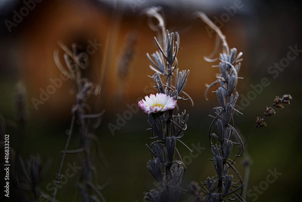 Obraz thistle in the sun