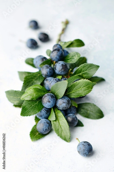 Fototapeta Sloe berries