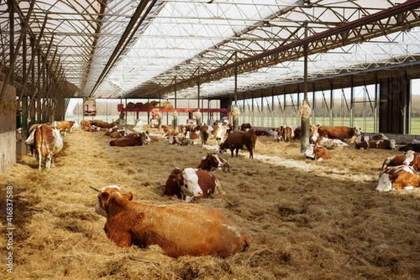 Obraz cows in a farm