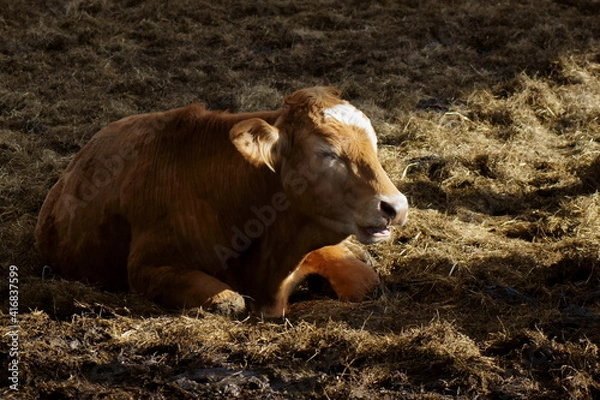 Obraz calf in the field