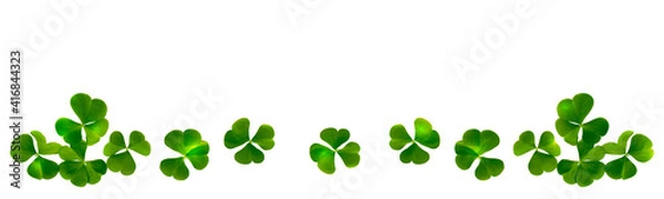 Fototapeta green clover leaves isolated on white background. St.Patrick 's Day