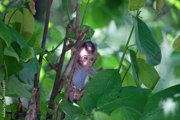 Fototapeta 可愛いサル