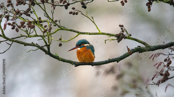 Obraz Eisvogel male sitzt auf einem Ast
