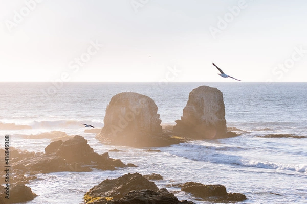 Obraz aves en el mar