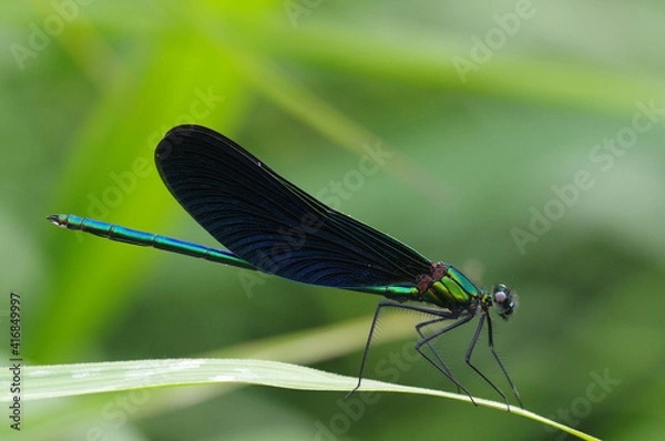 Fototapeta アオハダトンボ