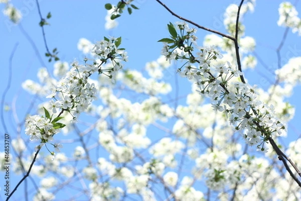 Fototapeta blossoming apple tree in spring