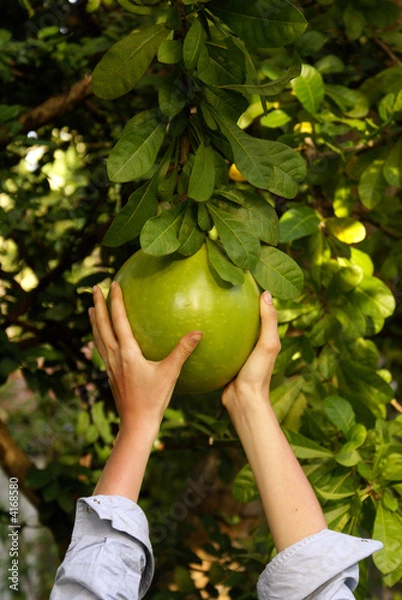 Obraz Hands and pomelo
