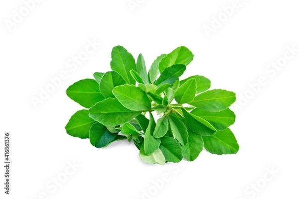 Obraz Fenugreek bunch with flowers