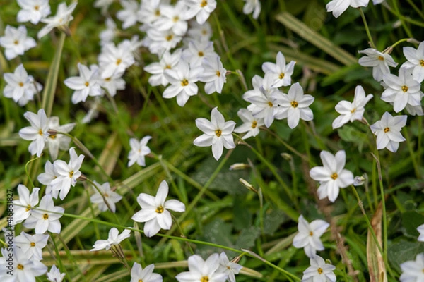 Fototapeta 春の花_0328