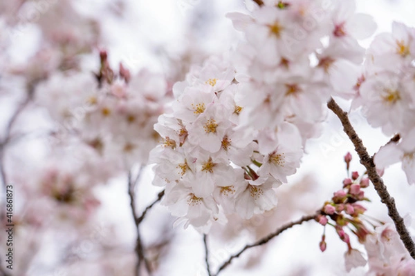 Obraz さくら満開_0328