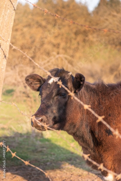 Obraz vaca en el campo