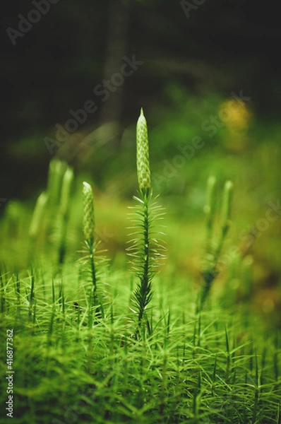 Obraz Lycopodium clavatum
