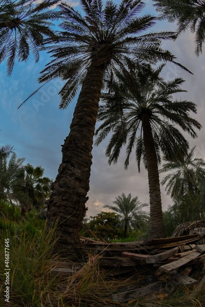 Fototapeta Date palm , tree of the palm family cultivated for its sweet edible fruits. The date palm has been prized from remotest antiquity , and photos were taken in the Kingdom of Saudi Arabia