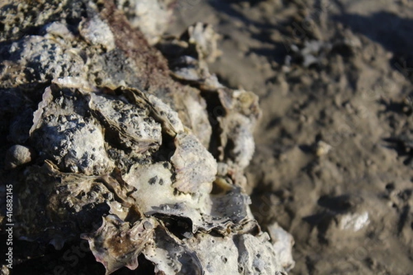 Fototapeta shells in the sand