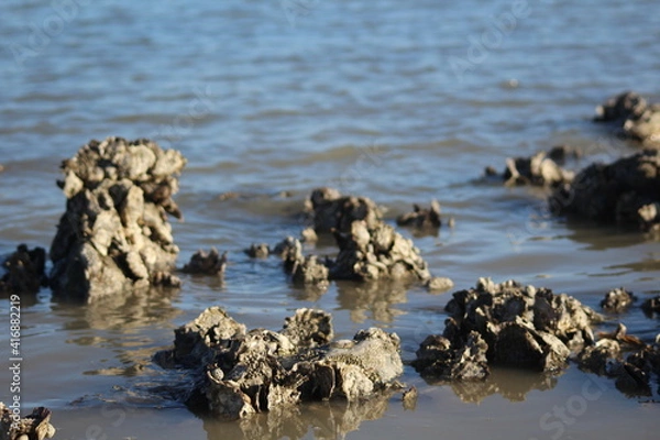 Fototapeta stones and shells