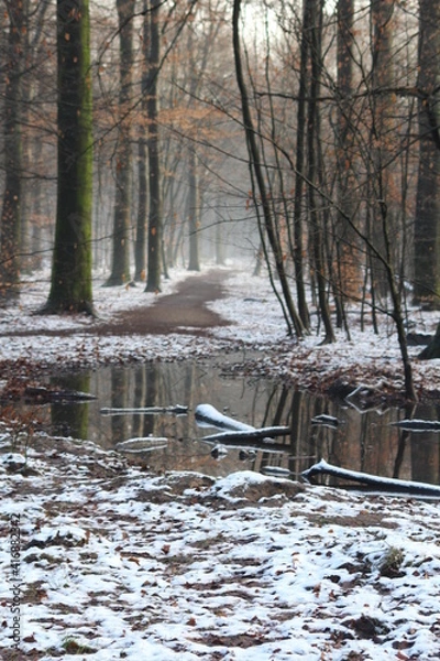Fototapeta forest in winter