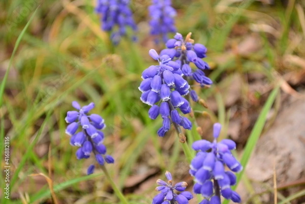 Obraz ムスカリ・アルメニアカム