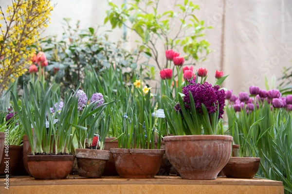 Obraz Many ceramic pots with bright flowers are arranged in a row.