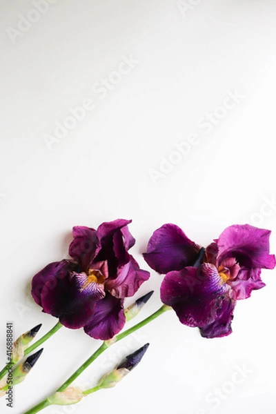 Fototapeta postcard layout. spring flowers. iris flowers on white background 
