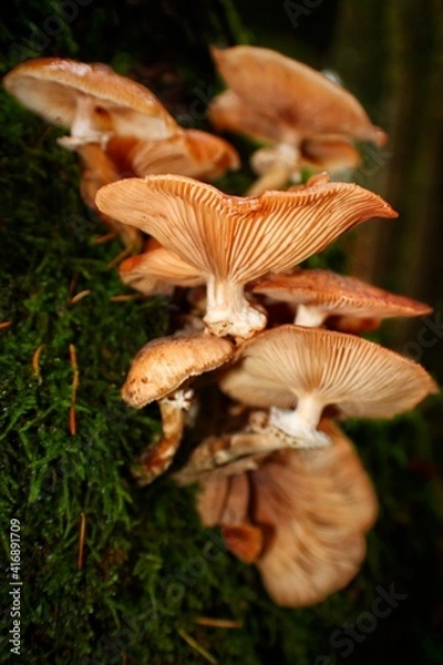Fototapeta orange cap boletus