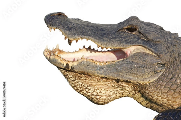 Fototapeta Head of an American alligator isolated on white