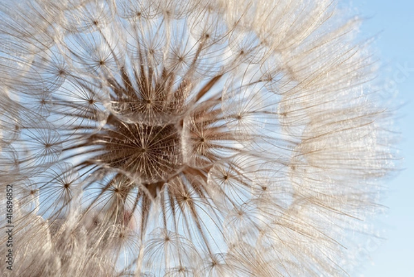 Fototapeta Macro nature. dandelion at sky background. Freedom to Wish. Dandelion silhouette fluffy flower. Seed macro closeup. Soft focus. Goodbye Summer. Hope and dreaming concept. Fragility. Springtime.