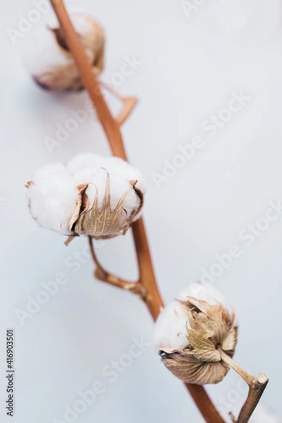Fototapeta Cotton flowers on simple background 