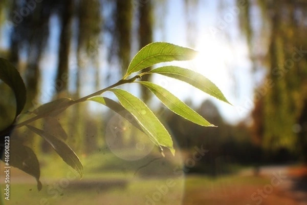 Obraz leaves in the forest