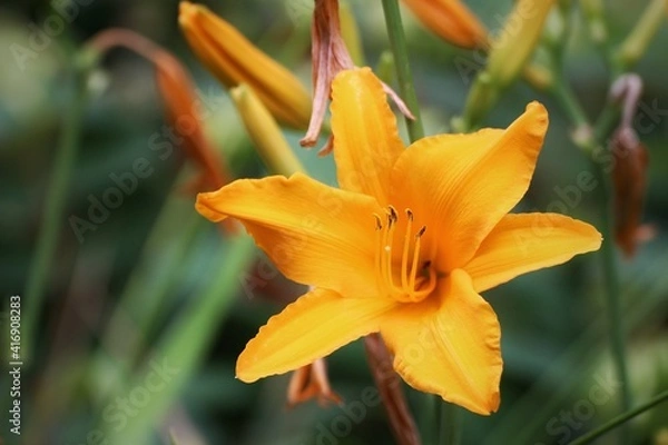 Obraz yellow daffodil flower