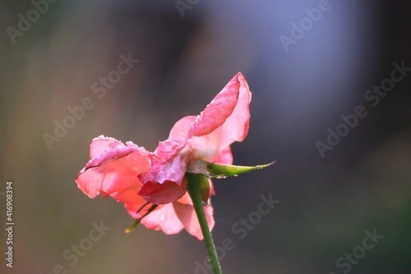 Fototapeta red rose flower