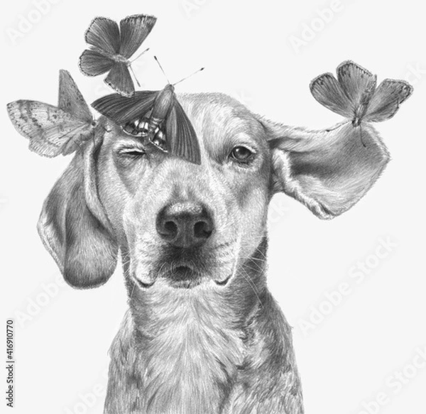 Fototapeta Monochrome portrait of a dog with butterflies isolated on a white background. Realistic monochrome pencil drawing.