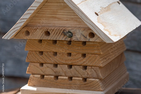 Obraz Bee making nest for it's egg