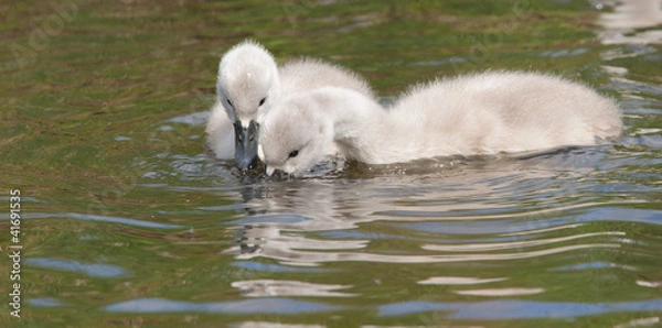 Obraz Two young cygnets foraging