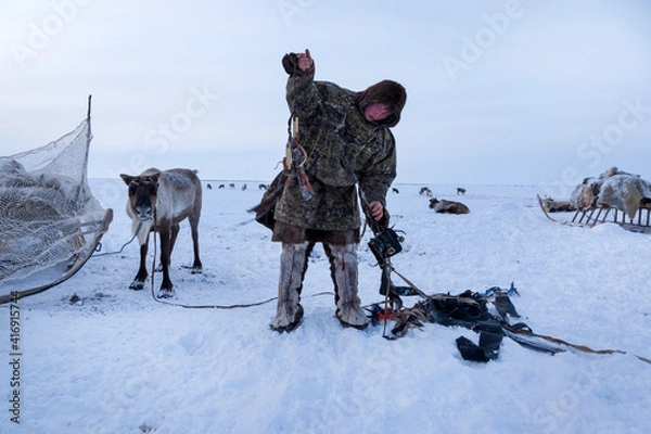 Fototapeta The extreme north, Yamal,   reindeer in Tundra , open area, assistant reindeer breeder,  the men  in national clothes