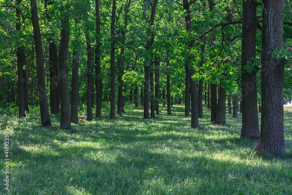 Obraz Поляна в лесу