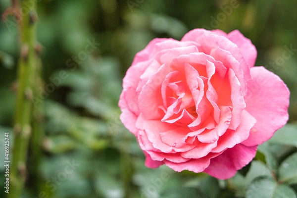 Fototapeta 秋薔薇の咲く横浜イングリッシュガーデン