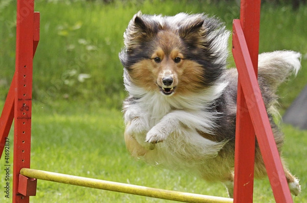 Obraz Agility-Sheltie
