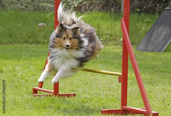 Obraz Sheltie im Agility
