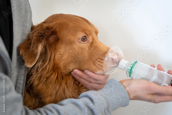 Fototapeta Dog treated with an asthma inhaler. The inhaler helps the dog breath easier.
