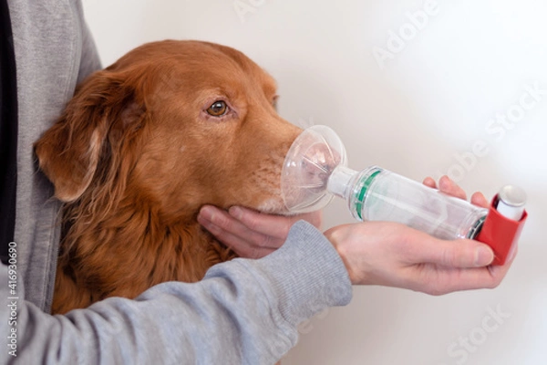 Fototapeta Dog treated with an asthma inhaler. The inhaler helps the dog breath easier.