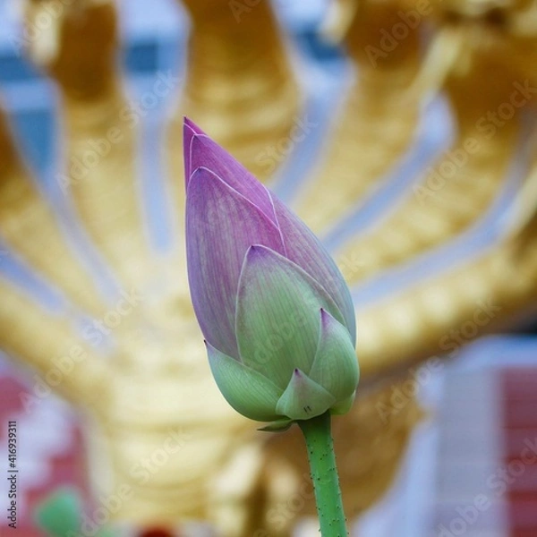 Obraz purple lotus flower