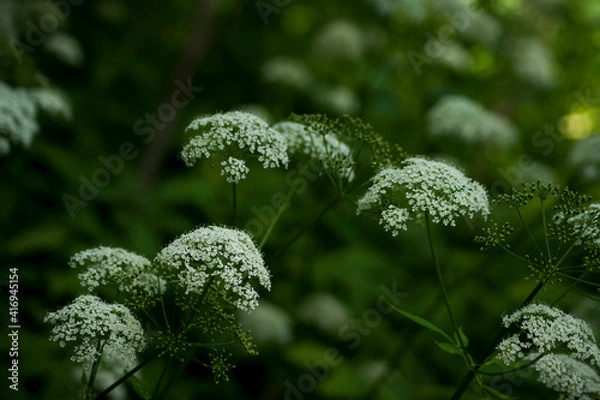 Obraz White flowers of a forest plant close-up on a dark green background of leaves.