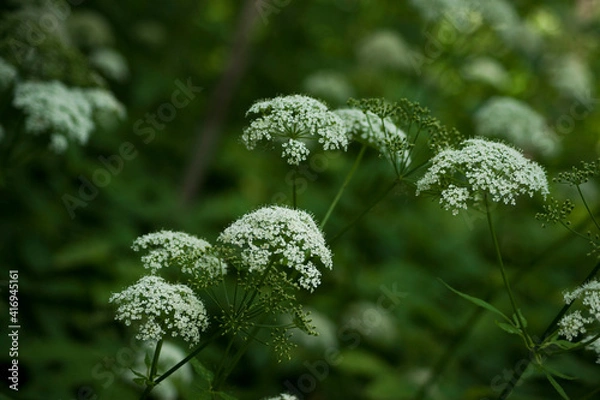 Obraz White flowers of a forest plant close-up on a dark green background of leaves.