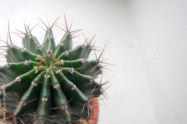 Obraz Large green cactus with brown spines in a brown pot on a white background