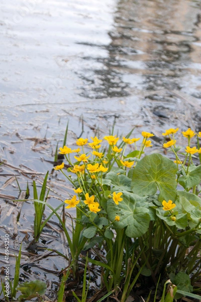 Obraz Summer. Yellow flowers on the background of water.