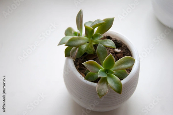 Obraz A small green succulent in a white pot on a white background.