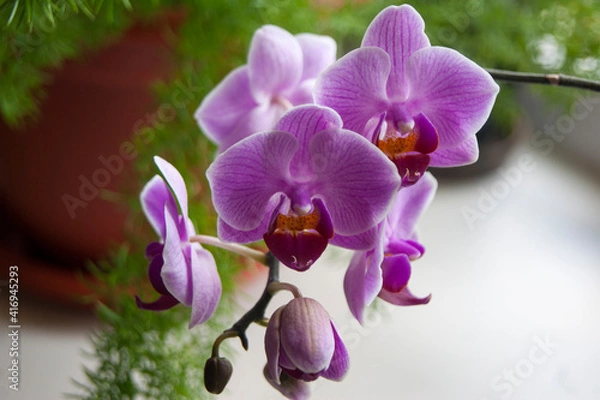 Obraz A branch of a blooming pink orchid.