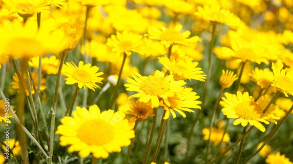 Obraz A field of yellow daisies.