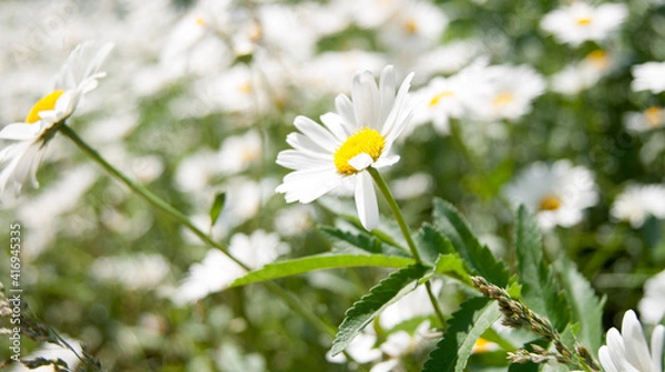 Obraz Two white daisies close-up. There are a lot of daisies in the background, the background is blurred.