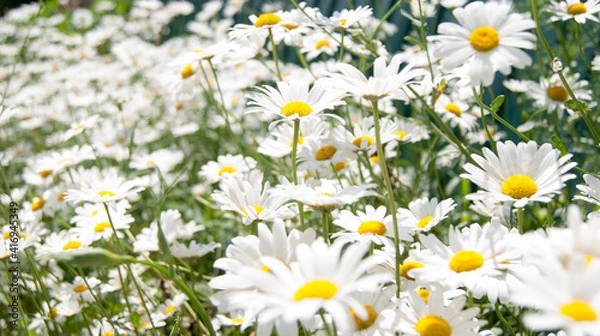 Obraz A green field, blue sky, clouds, and a picturesque road stretching into the distance.